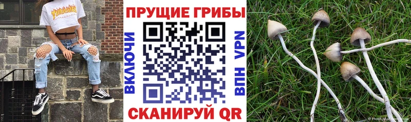 Псилоцибиновые грибы Cubensis Бийск